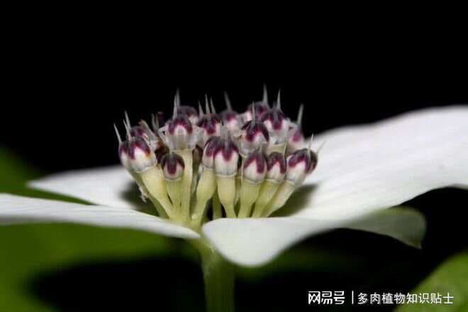 瑞典草茱萸，多功能的家庭盆栽，草药和果酱都由它制作