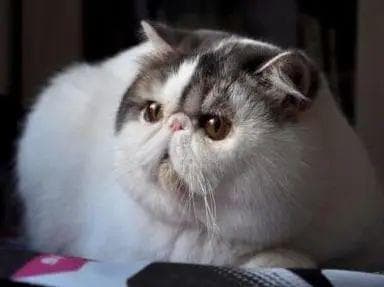 警惕！家猫超重肥胖，背后的健康隐患