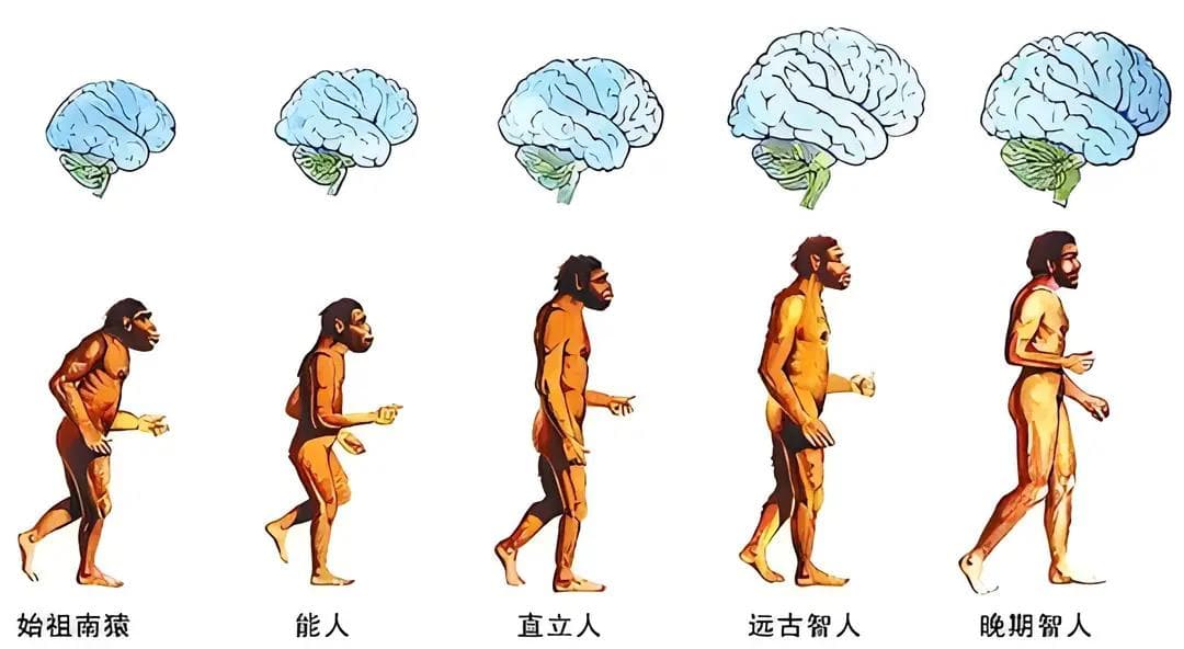 事关人类进化的一项突破性进展获《自然》《科学》关注