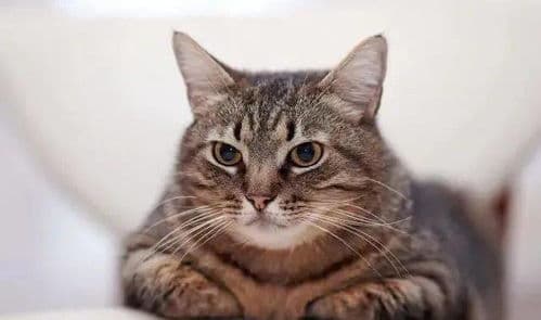 养猫十大益处：从身心健康到生活乐趣