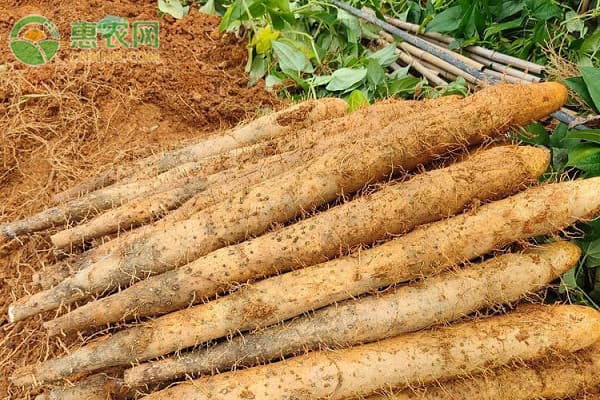 山药种植技术详解：从育苗到采收的科学管理