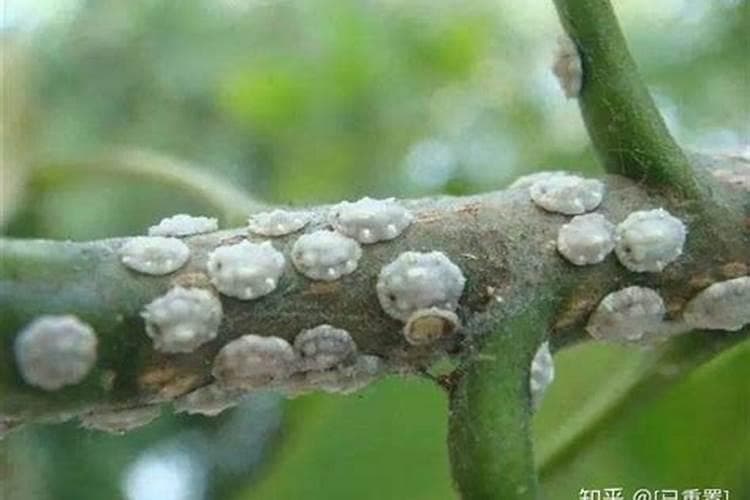 柿树蚧壳虫的形态特征、发生规律及防治方法