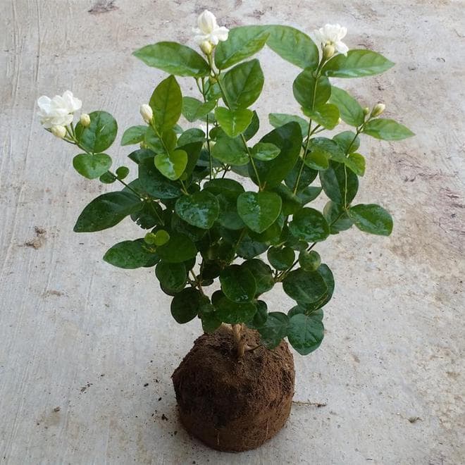 茉莉花浇水频率解析：从季节到生长阶段的全方位指南