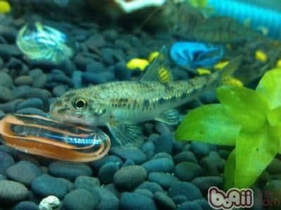 水族箱内生态平衡维护指南