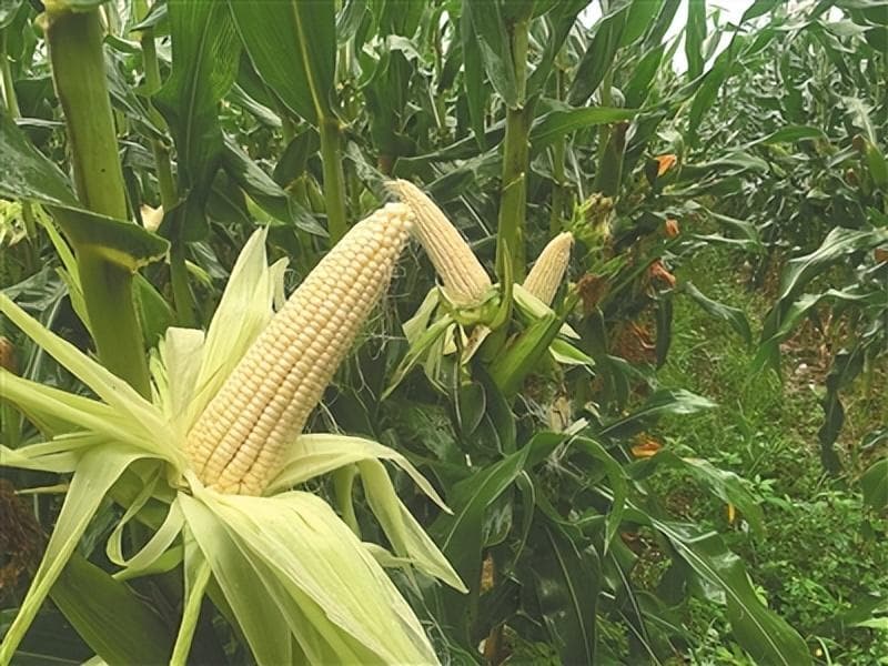 海南金奖品种番茄、辣椒、玉米好在哪？