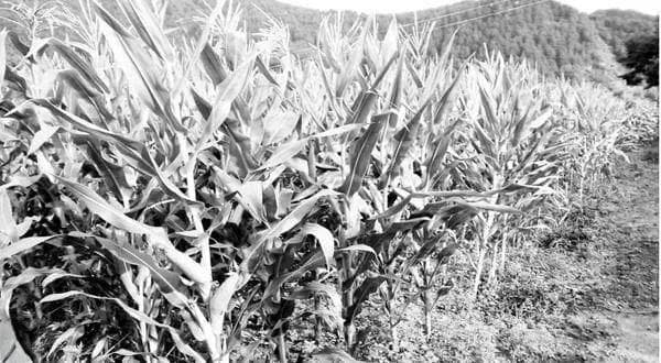 现代农业种植中提升玉米产量的主要环节及科学管理