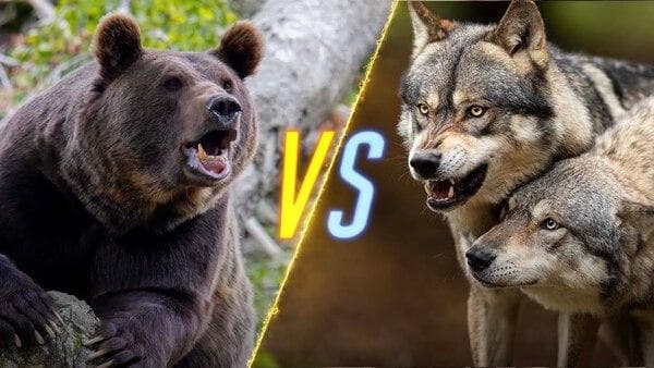 野性对决：狼獾 vs 熊 vs 狼，谁才是真正的王者？