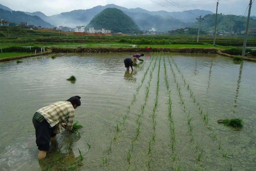 村级治理需转型：从追求致富到维护基本秩序