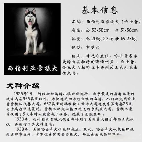 哈士奇智商（哈士奇智商真的很低吗）
