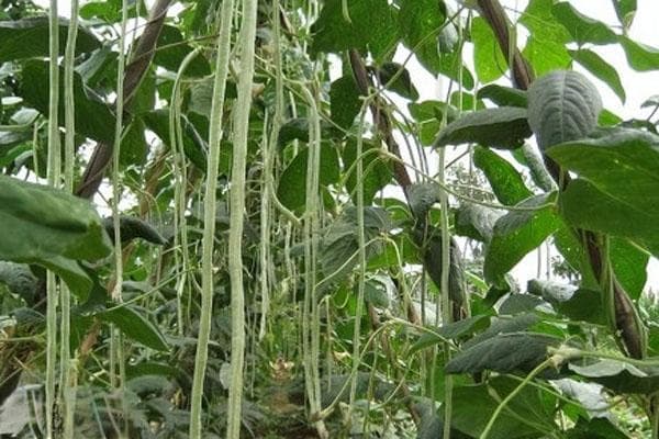 豆角什么时间种植最好？附高产种植要点