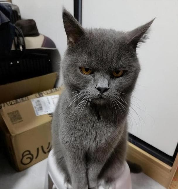 最适合饲养的猫咪品种是什么？（选择一只合适的猫咪伴侣，为你带来无尽的欢乐）