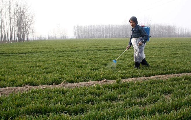 小麦除草剂最佳施用时间解析