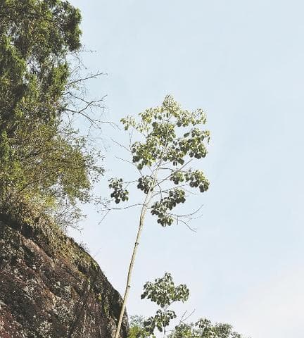 梧桐树的生长环境及地方条件（探秘梧桐树的适生条件与生长特点）