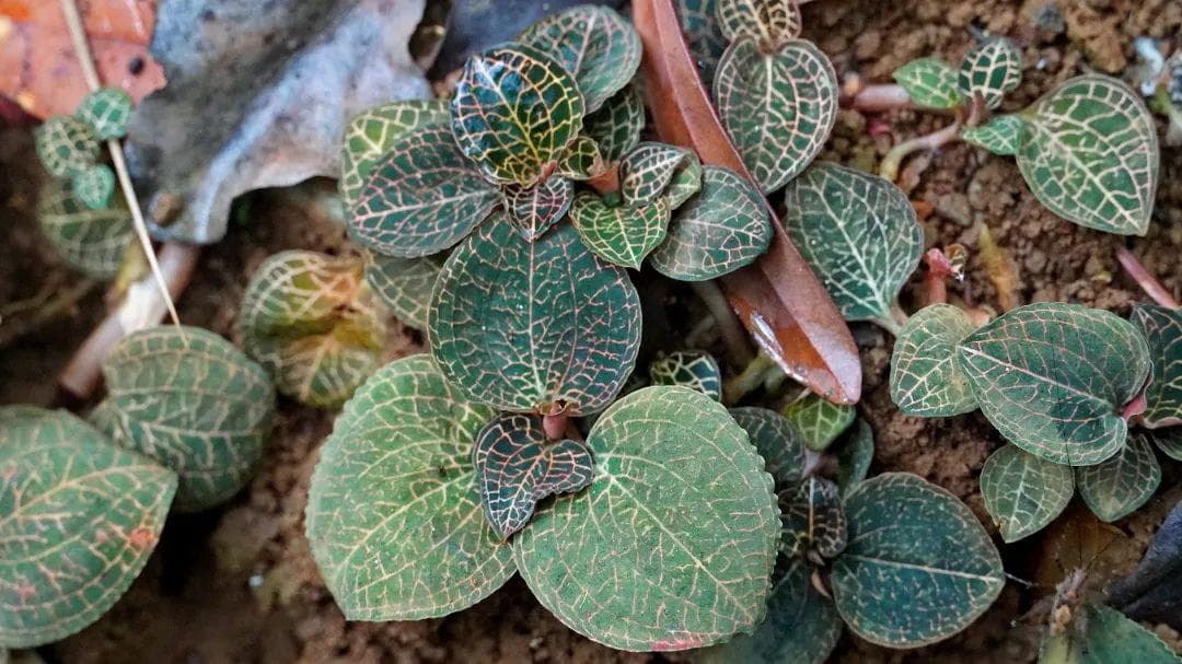 福建闽清：仿野生金线莲种植让“绿叶子”变“金票子”