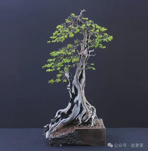 枯木逢春的生命奇迹与意义
