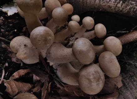 巨大口蘑：一种珍贵的食用菌