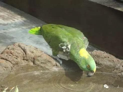 给鹦鹉喂水需要注意啥？