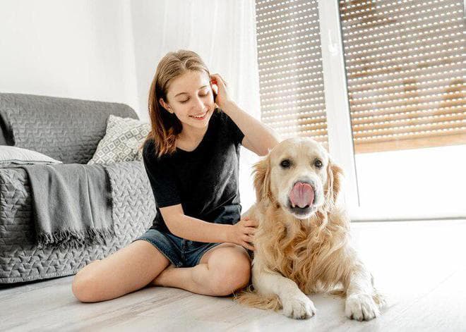 金毛犬可以吃鸡蛋吗？需要注意这5个事项