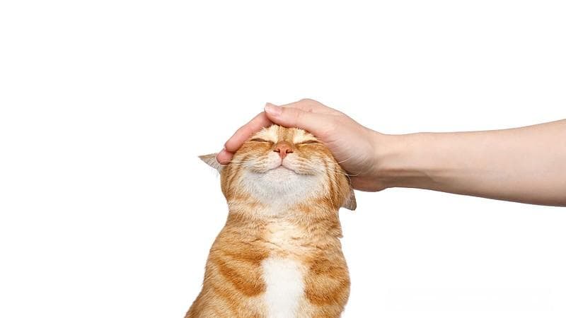 FDA批准首个猫甲亢甲巯咪唑仿制药Felanorm