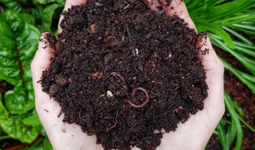 堆肥对比肥料：了解每一个未知的事物