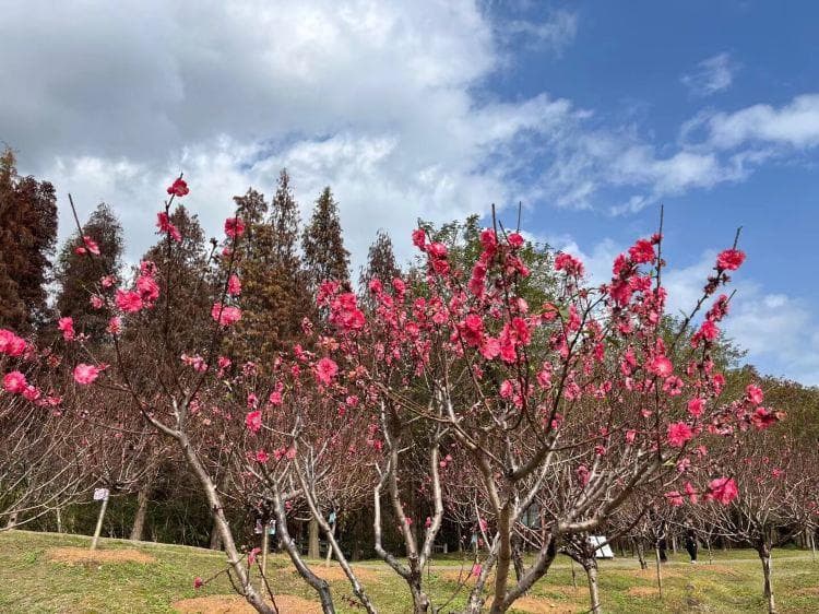 肇庆桃花岛游玩攻略：景点详情、周边住宿、美食、购物全攻略