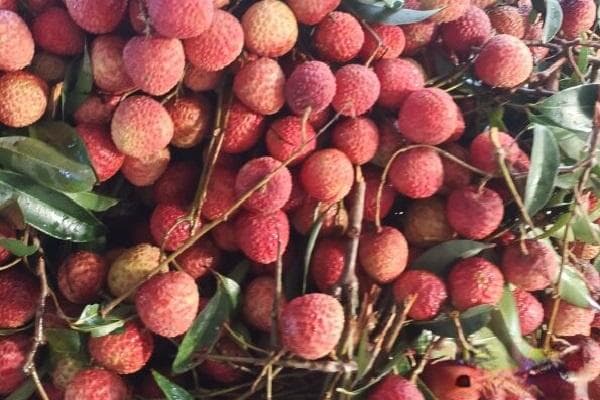 白蜡荔枝可以嫁接什么品种？