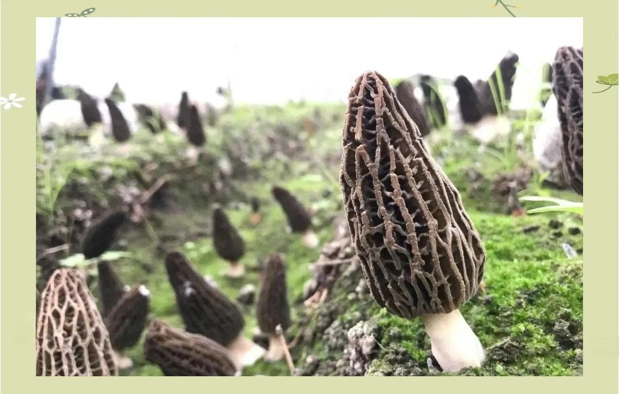 羊肚菌产业蓬勃发展：价格下滑，但前景仍充满金光