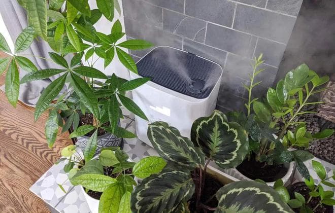 家里太干燥，植物长不好，如何提高湿度？