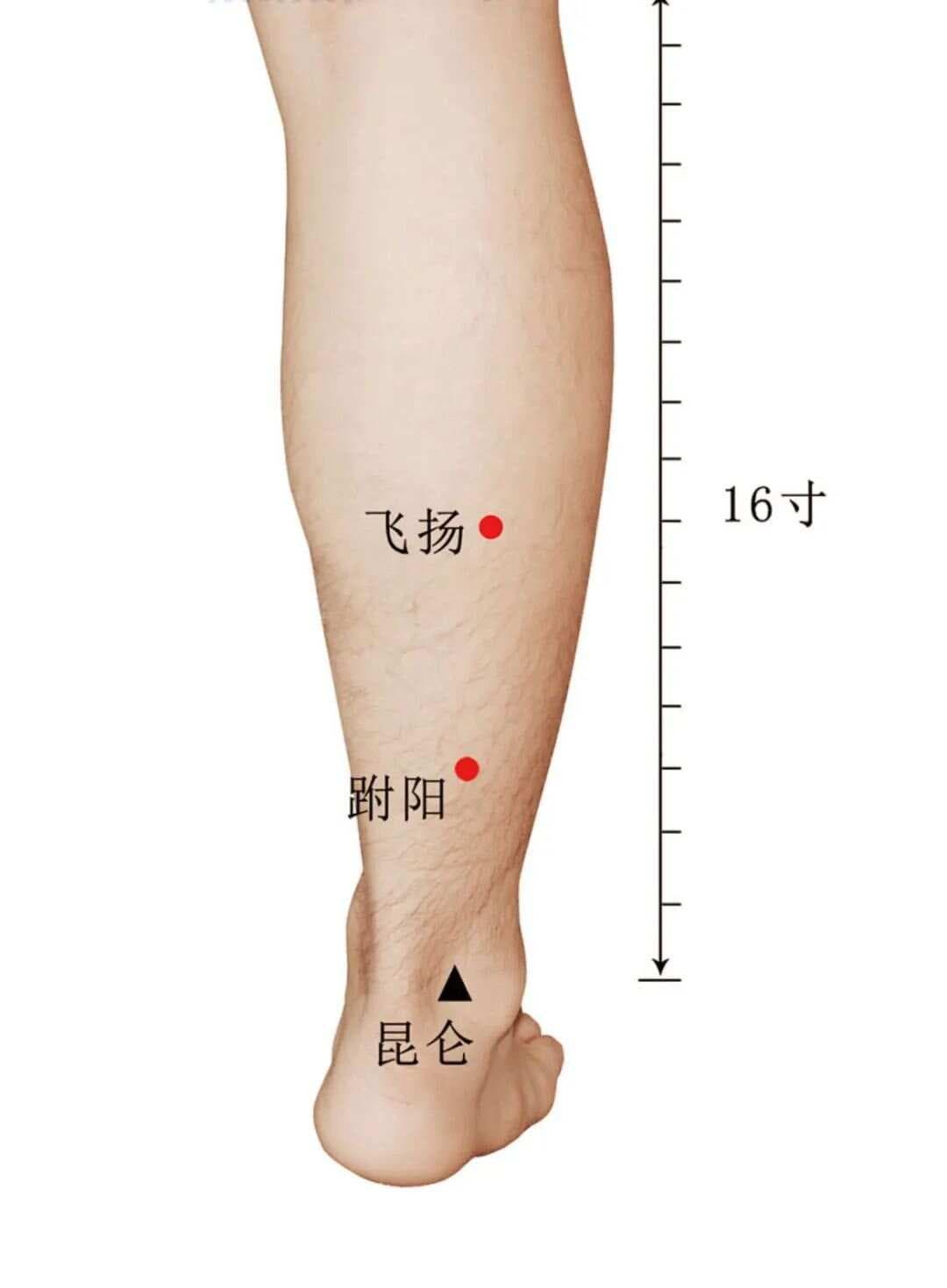 道医学堂 | 每周一穴·跗阳