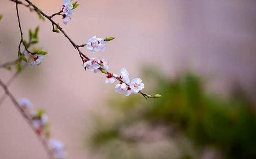立春时节：花开与传统习俗