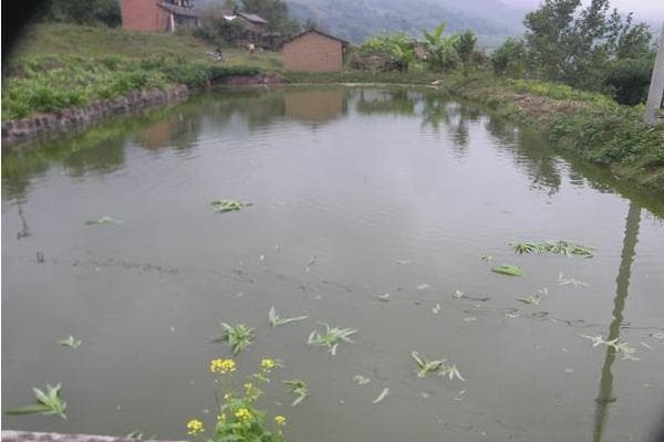 养草鱼十大禁忌