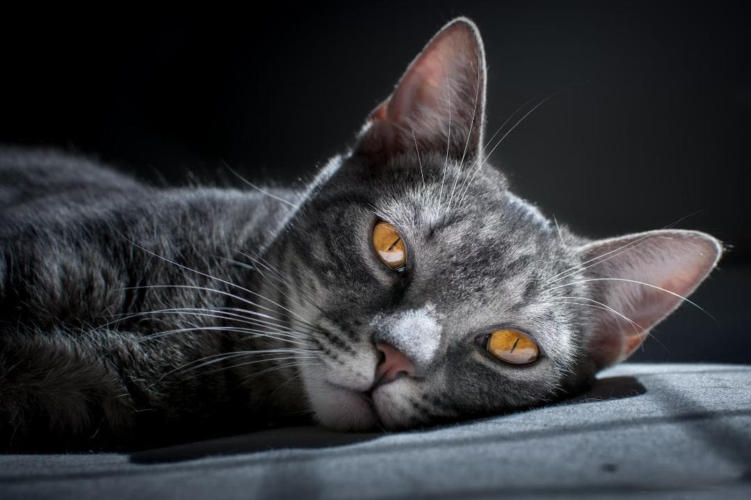 猫咪的梦幻避风港：挑选完美猫窝的秘籍！