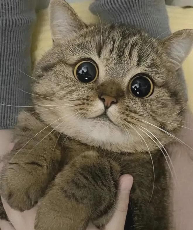 注意！猫咪1岁=7岁这个说法已经过时了！2025最新年龄对照表发布