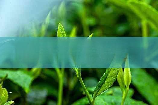 探索普洱茶的魅力：从名人饮茶习惯了解其独特价值与健康益处