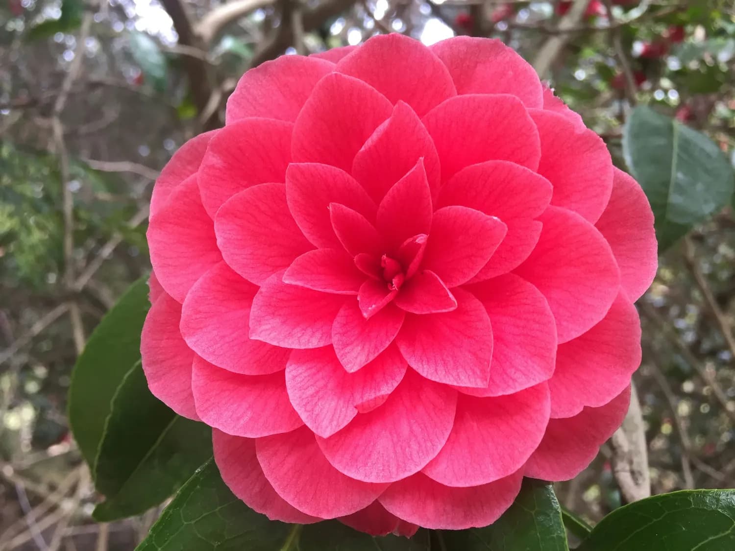 冬季养好山茶花的小妙招