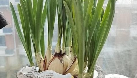 水仙花能否使用土壤进行养护？（探究水仙花生长的土壤要求及使用土壤的注意事项）