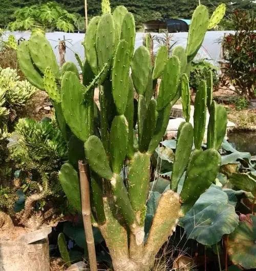 揭秘仙人掌：草本还是木本？