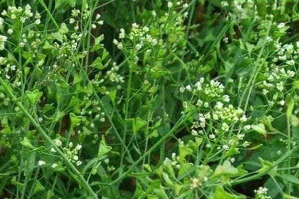 荠菜和蒲公英的区别：从外观到功效的全面解析