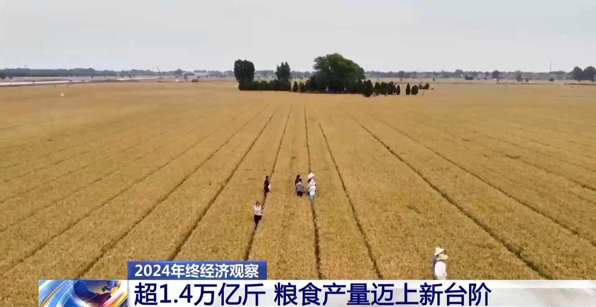 2024年终观察：中国粮食产量首次突破1.4万亿斤