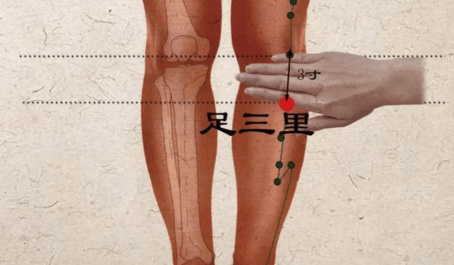 巧按足三里穴，动动手指还能强身健体~
