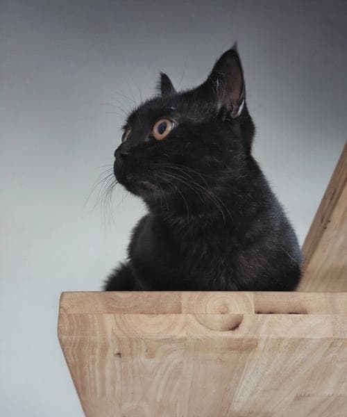 黑猫入梦：从传统文化到心理学的多重解读