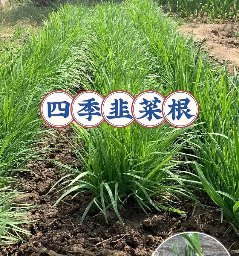 韭菜的分类及特征（探究韭菜的科属分类和生长特征）