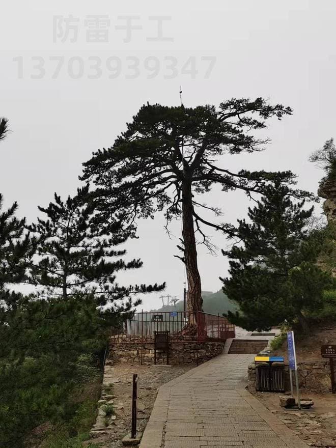 古树如何做好防雷和防雷接地？