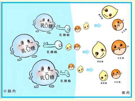肠内营养别盲目选牛奶！这些知识一定要知道