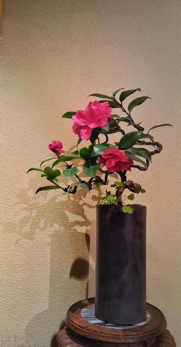 茶花室内养护注意事项