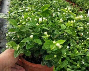 新手必读：茉莉花养护全攻略