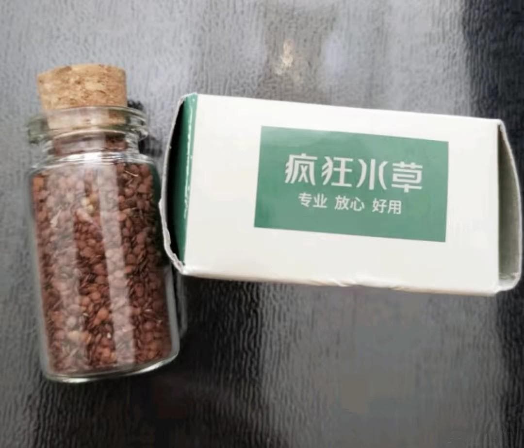 大对叶草：速成的绿色鱼缸布景