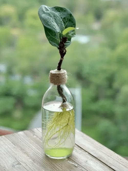 如何自制水培营养液？水培营养液配置要点（详细）