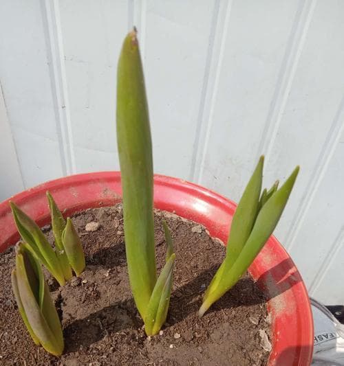 从萌芽到盛开：郁金香的生长周期详解