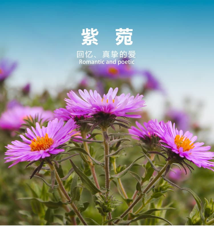 植物种子能放几年再种？这份保存指南请收好
